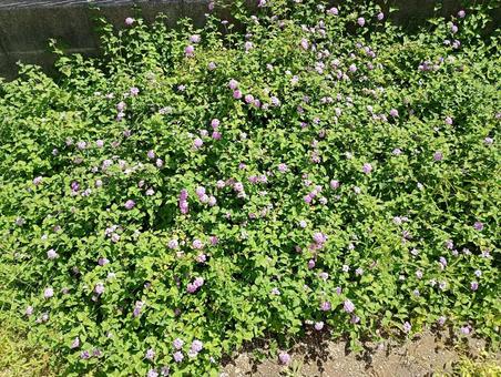 花 キレイ 自然 花 キレイ 自然の写真