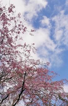桜 桜の写真