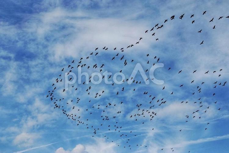 川鵜の大群4 動画,生き物,鳥の写真素材