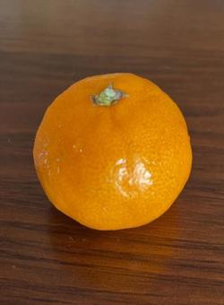 R7.07.02 マーコットみかん R7.07.02 マーコットみかんの写真