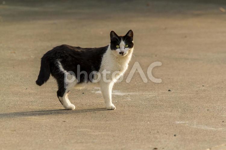 野良猫1 猫,野良猫,動物の写真素材