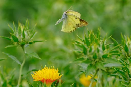 Monad butterfly (47), JPG