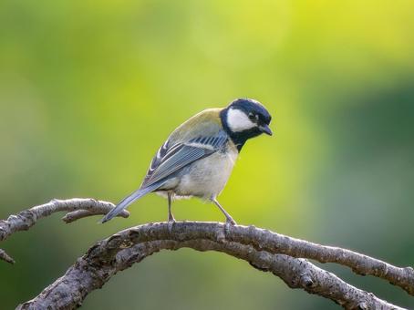 枝にとまるシジュウカラ シジュウカラ,野鳥,鳥の写真素材