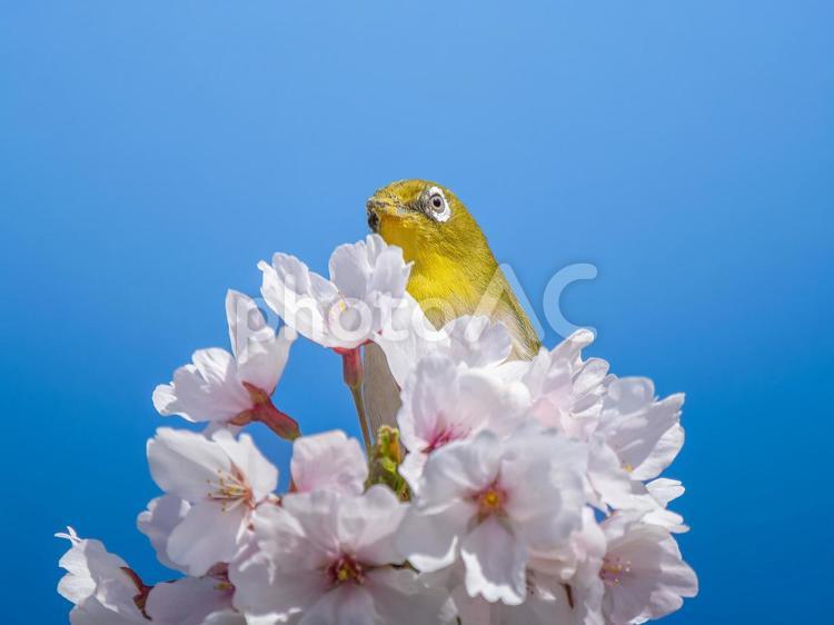 桜とメジロ・サクジロー メジロ,野鳥,鳥の写真素材