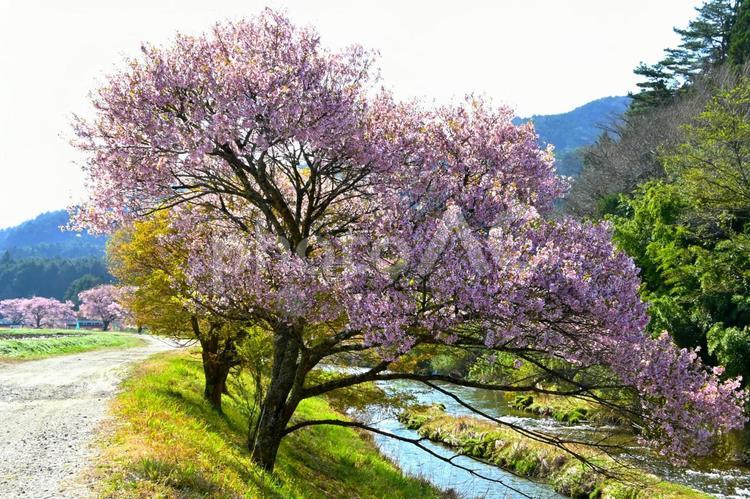  清水のコヒガンザクラと川の流れ 清水のコヒガンザクラ,桜,桜並木の写真素材