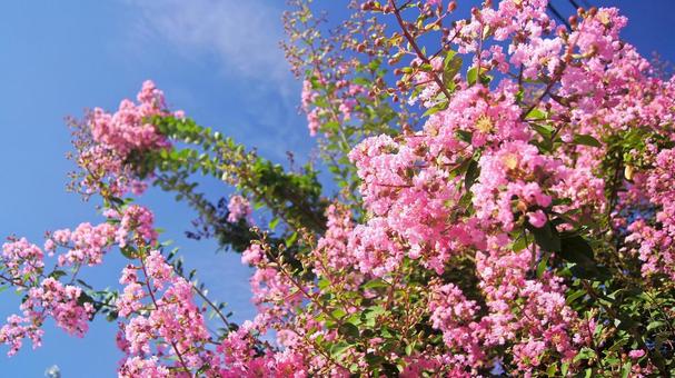 百日紅-234 百日紅-234の写真