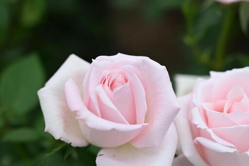 自家催場の薔薇 自家催場の薔薇の写真