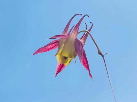 初夏の山野草 - ヤマオダマキ 初夏の山野草 - ヤマオダマキの写真