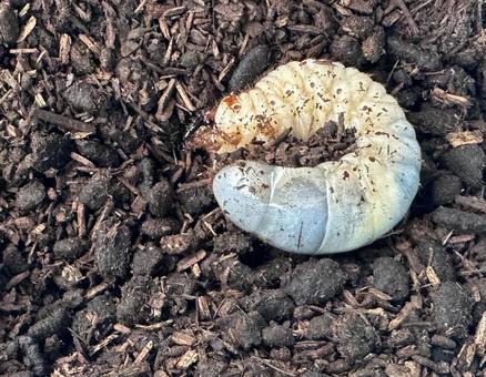 カブトムシの幼虫 カブトムシの幼虫の写真