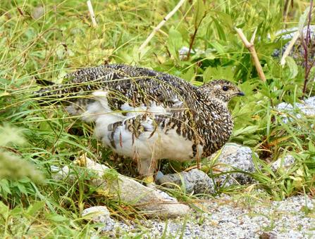 草むらの雷鳥 草むらの雷鳥 ライチョウ,雷鳥,自然の写真素材