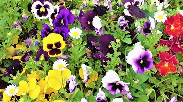 お花畑 お花畑の写真
