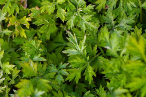 Photo, wormwood, mochigusa, green grass, 