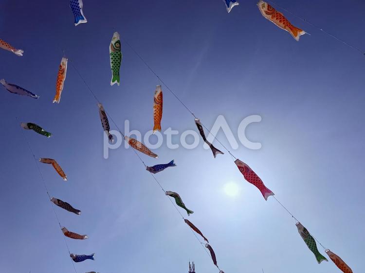 風に舞う色とりどりの鯉のぼり 青空,鯉のぼり,風の写真素材