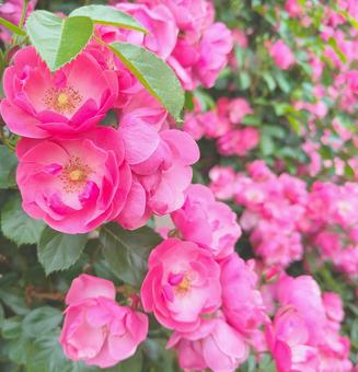 Pink Roses, JPG