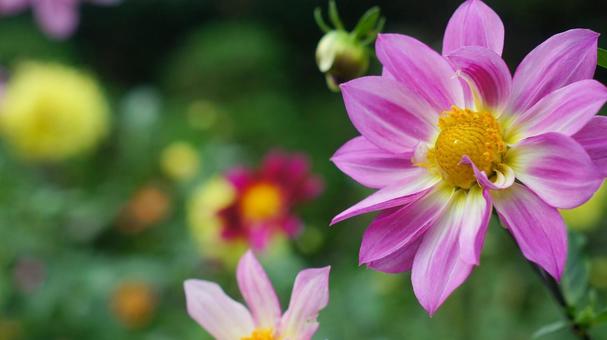 秋のダリア園-863 ダリア,ピンク,白の写真素材