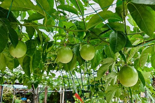 passion fruit, JPG passion fruit, JPG