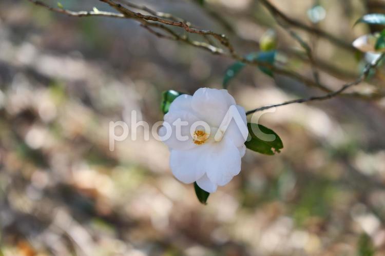 宮崎県宮崎市椿山森林公園の椿 宮崎県,宮崎市,椿山森林公園の写真素材