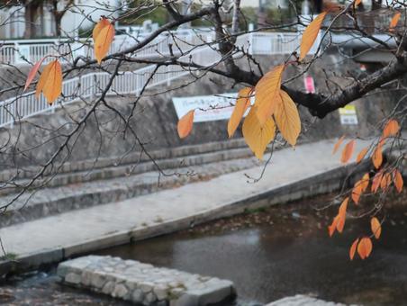 紅葉 202312 (11) 紅葉 202312 (11)の写真