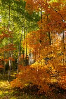紅葉イメージ写真 紅葉イメージ写真の写真