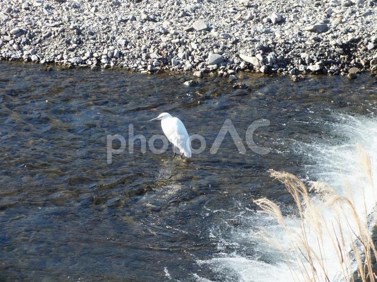 冬の川と小さな鷺 鷺,コサギ,水鳥の写真素材