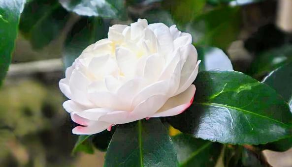 山茶(さんさ)の写真