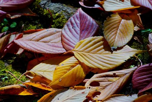 落ち葉 落ち葉,枯葉,落葉の写真素材
