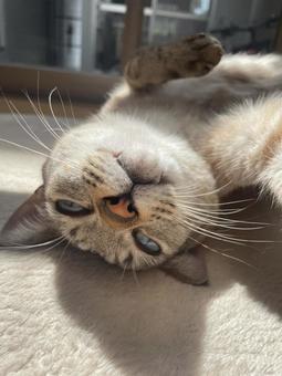 A cat lying on its back making a funny face, JPG
