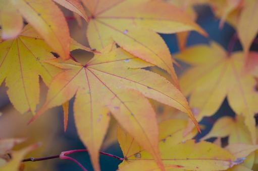 Photo, autumn leaves, yellow leaves, autumn, 