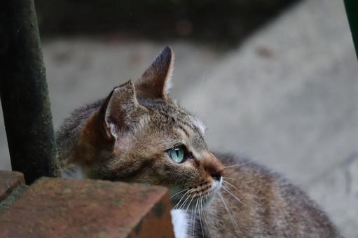 どこかを見つめる猫の顔のアップの風景 どこかを見つめる猫の顔のアップの風景の写真