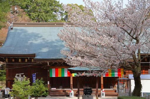 4月上旬の四国八十一番霊場白峯寺の桜の花 4月上旬の四国八十一番霊場白峯寺の桜の花の写真