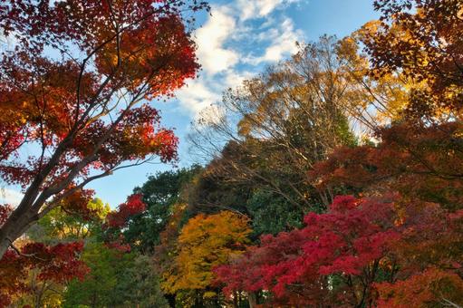 カラフルな紅葉 もみじ,きれい,美しいの写真素材