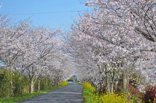 青空の桜並木と菜の花 桜,ソメイヨシノ,春景色の写真素材