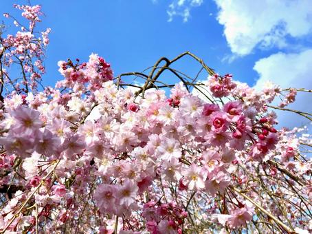満開の枝垂桜 桜,枝垂桜,ピンクの写真素材
