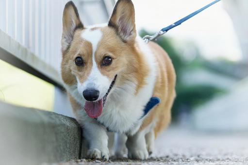 Walking Corgi, JPG Walking Corgi, JPG
