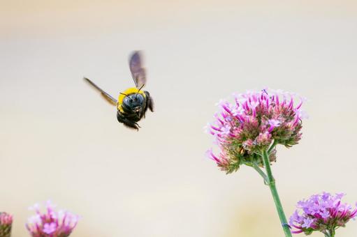 ヤナギハナガサとクマバチ⑷ 花,ヤナギハナガサ,蜂の写真素材