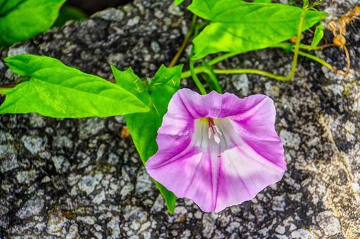 ヒルガオの花の写真