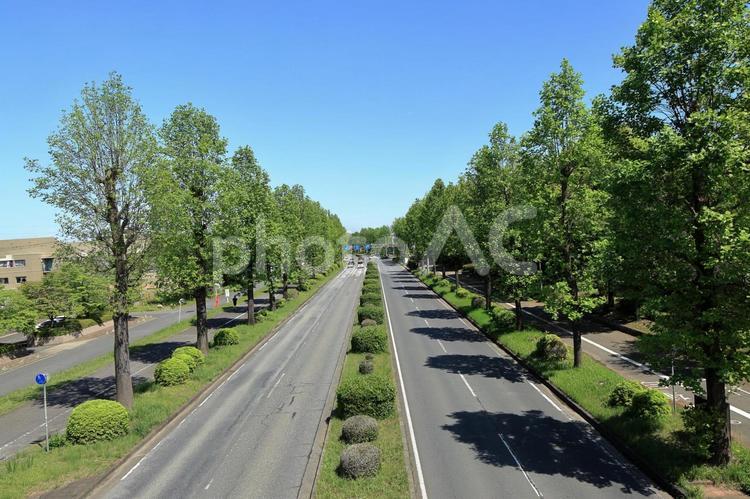 つくば市の西大通りの街路樹のある風景 つくば市,筑波研究学園都市,西大通の写真素材