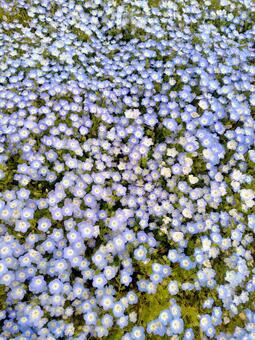 ネモフィラの絨毯3 ネモフィラ,自然,風景の写真素材
