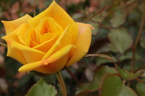 バラ園で黄色い薔薇を撮りました 花,薔薇,自然の写真素材