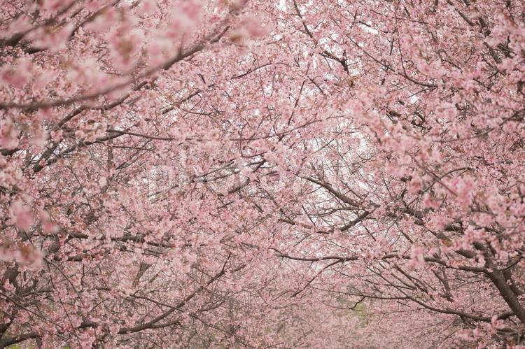 満開の桜並木 満開の桜,桜並木,桜の写真素材