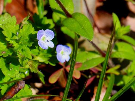 日本の花の写真