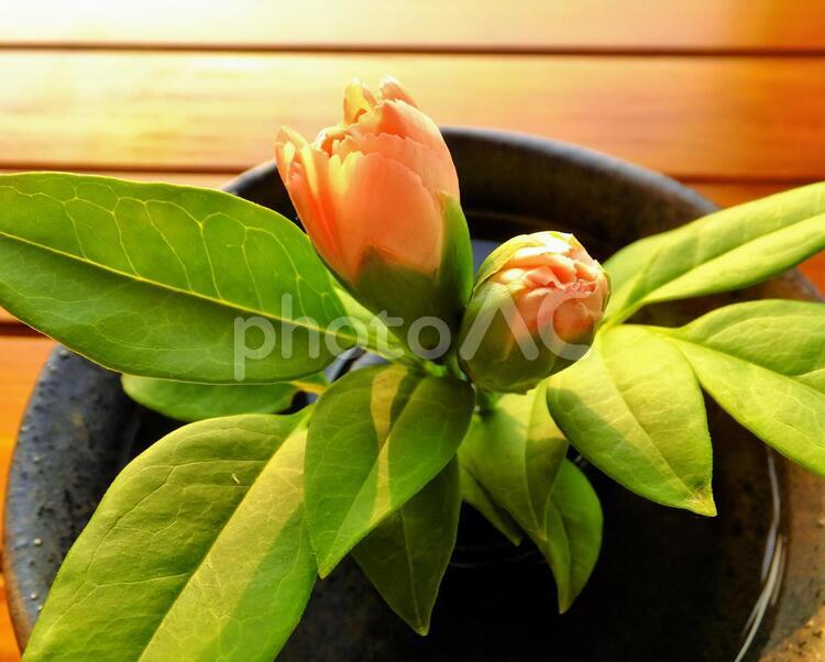 カーネーションのつぼみ２ 花,朝,朝の光の写真素材