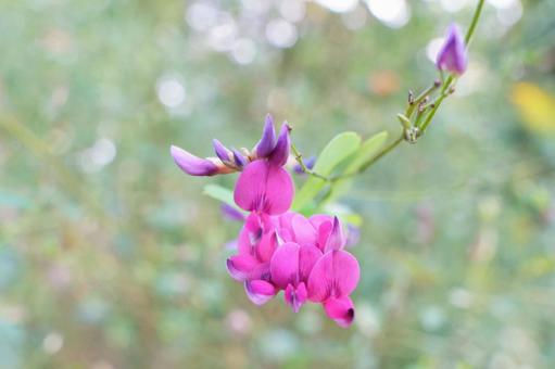 ヤマハギ ヤマハギ,花,ピンクの写真素材