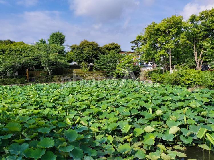 鎌倉鶴岡八幡宮　源氏池に茂る蓮　六月 鶴岡八幡宮,蓮,源氏池の写真素材