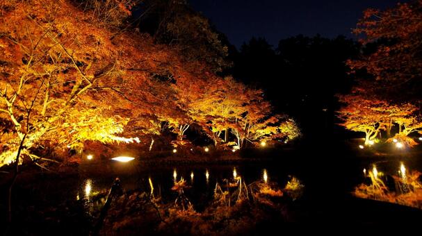 紅葉-1356 紅葉,夜景,ライトアップの写真素材