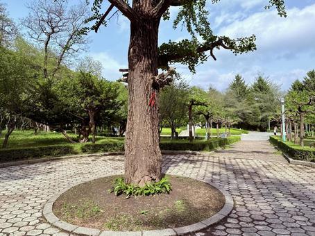 公園の主のような存在感の写真