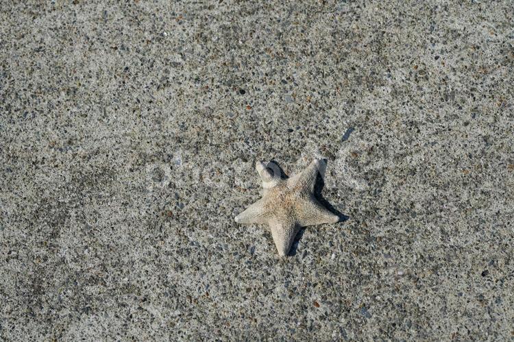 田代島で見たヒトデ　 田代島,ヒトデ,海の写真素材