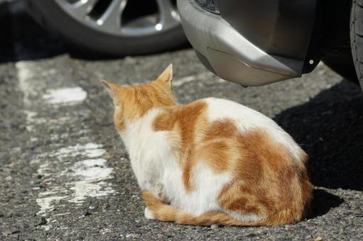 ねこ のらねこ,にゃんこ,可愛いの写真素材