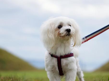 マルチーズのポートレート マルチーズのポートレート 犬,マルチーズ,可愛い犬の写真素材