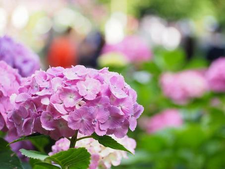 紫陽花 紫陽花,花,自然の写真素材